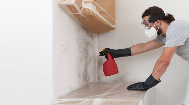 Professional Basement Mold Remediation technician working in Oreland, PA